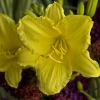 Hemerocallis Happy Returns 0001 high res