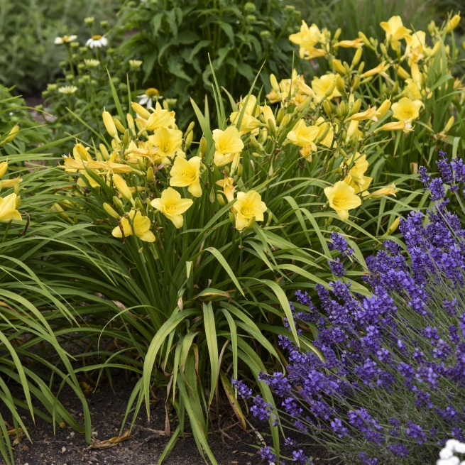 Hemerocallis Happy Returns 0000 high res 2
