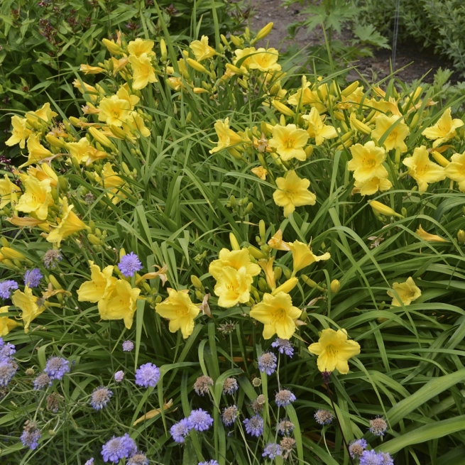 Hemerocallis Happy Returns 0003 high res