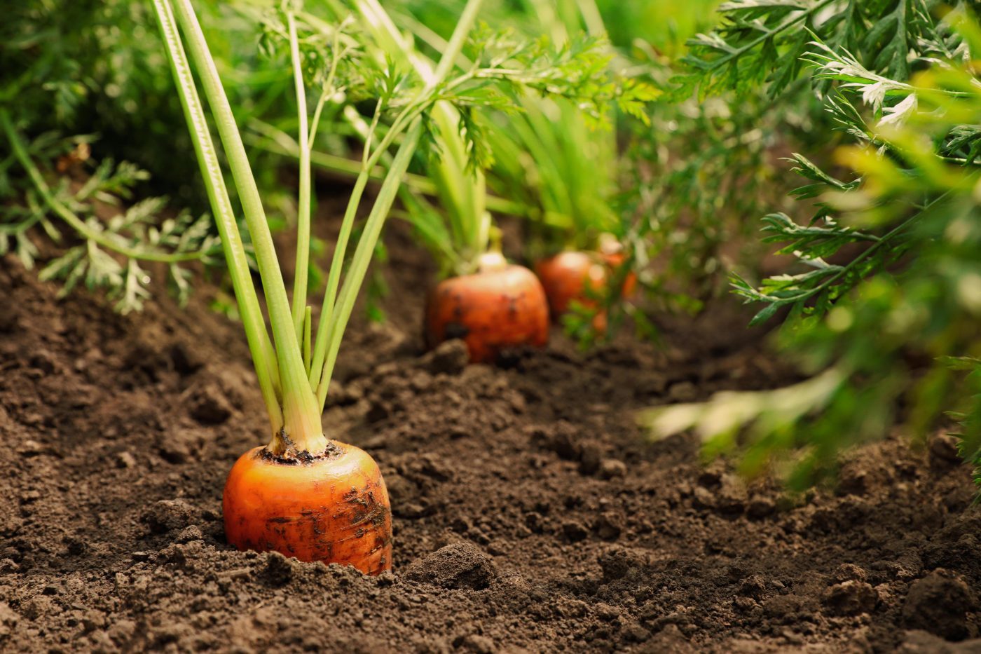 Quoi planter au potager en août pour avoir des récoltes tardives