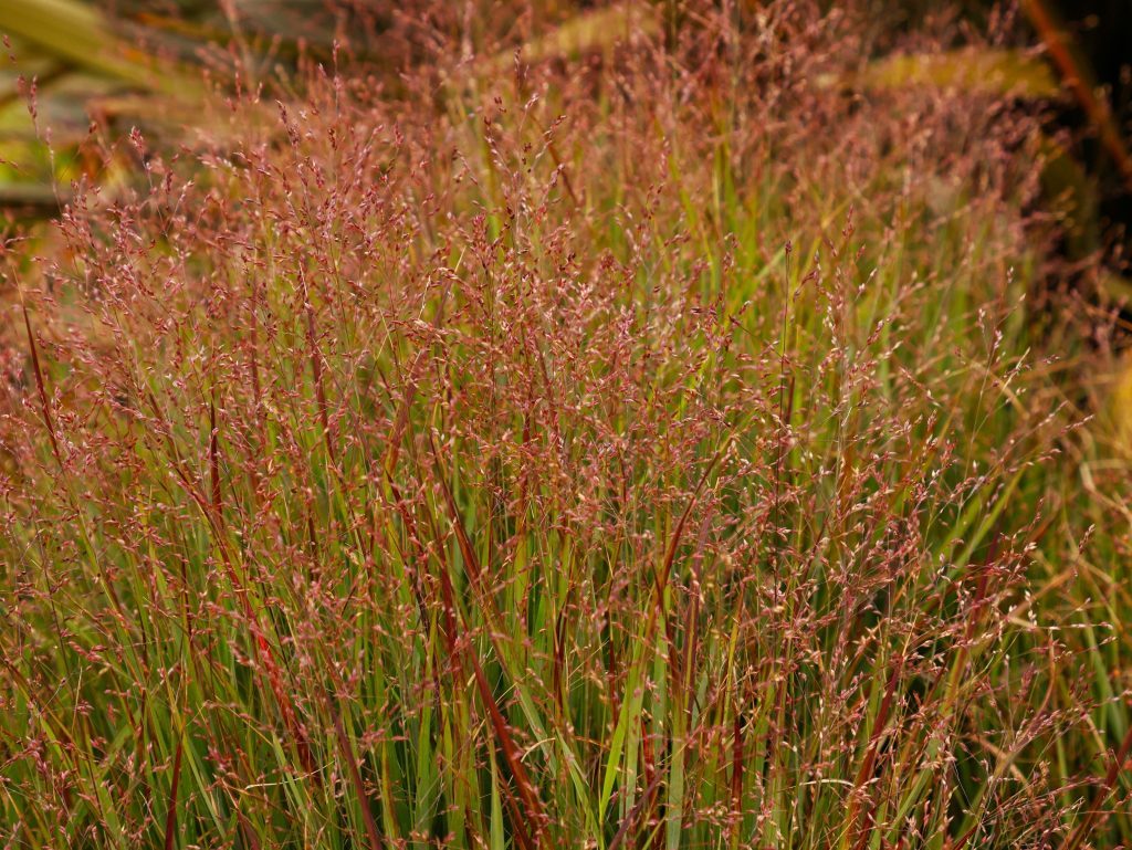 Quelles sont les plus belles plantes dautomne à planter chez soi