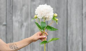 white peony flower