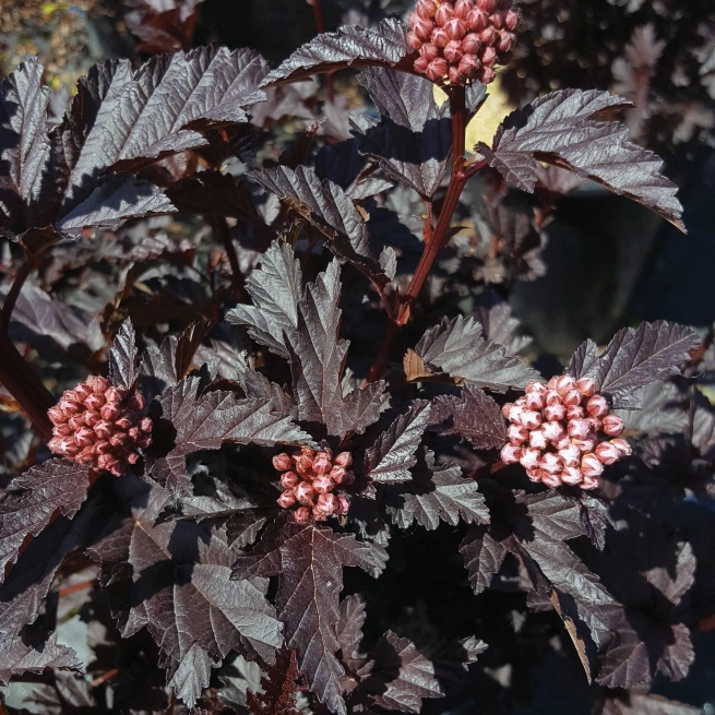 Physocarpus panther 001