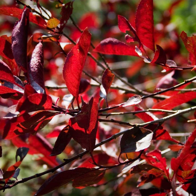 Prunus x cistena cerisier des sables