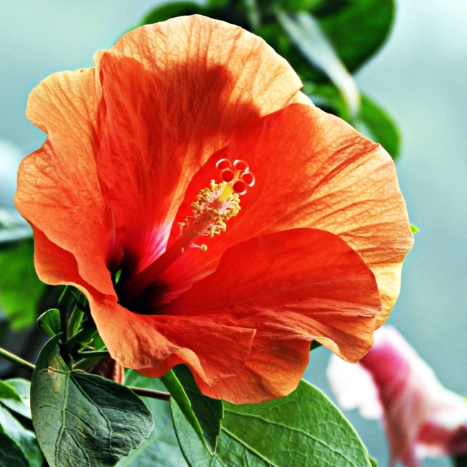 Hibiscus