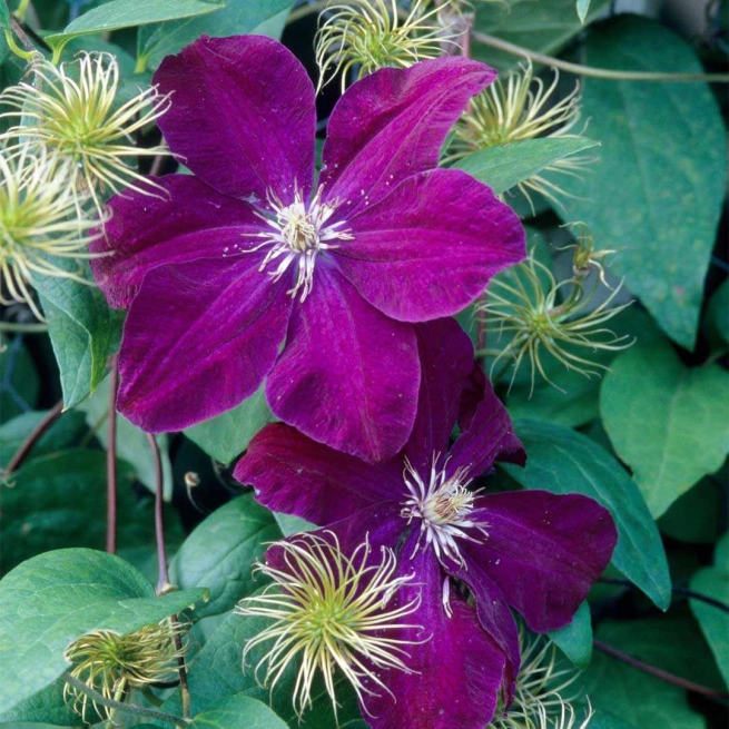 Clematis rouge cardinal bn