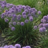 Allium serendipity