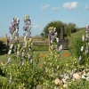 Aconitum cammarum bicolor 4 1200x858