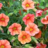 2 calibrachoa superbells dreamsicle 1200x858