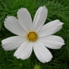 Cosmos bipinnatus sonata white 20060609 hamel 1200x858