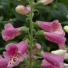 Digitalis purpurea foxy 20060512 st elie 1200x858