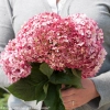 Invincibelle ruby hydrangea 6