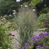 Panicum gunsmoke wg2