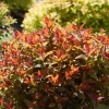 Double play doozie spirea 1 couleur exceptionnel en automne