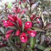 Weigela electric love 1