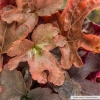 Heucherella fun and games red rover