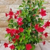 Mandevilla sur treillis 2