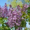 Scentara double blue lilac 2