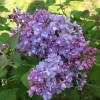 Scentara double blue lilac 3