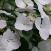 Hydrangea fairytrail bride 3