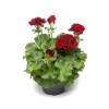 Geranium Calliope M Dark Red2