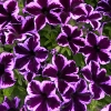 PETUNIA VEGETATIVE CRAZYTUNIA COSMIC VIOLET Bloom Bloom