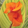 Canna pretoria
