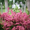 Sonic bloom pink weigela 0566 2025 03 26 151451 uabe
