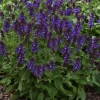 Salvia species Nemorosa Blue marvel Landscape