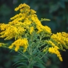 Yellow flower 7388412 1280
