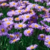 Aster Na