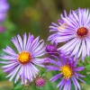 Aster nouvelle angleterre