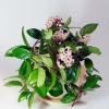 Hoya carnosa porcelain flowers 680x1024