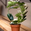 Jasmin de Madagascar