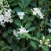 Jasmin
