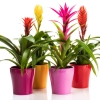 Shutterstock 1660231300 1