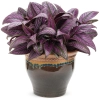 Strobilanthes s persian shield mono 1
