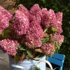 Hydrangea pan Dragon Baby bloom 03 web