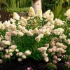 Hydrangea pan Dragon Baby landscape 01 web 768x768