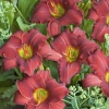 Hemerocallis Red Razzmatazz 0001 high res