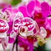 Phalaenopsis assortis en pot de production