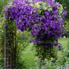 Clematites Jackmanii Superba