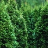 Thuja occidentalis Nigra