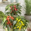 Piments GP 004 106712 galaxy spicy mix HR