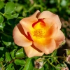 Rosier 49e parallèle