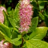 Clethra ruby spice