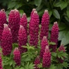 Vivaces lupinus mini gallery red www provenwinners com