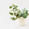Eucalyptus