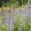 Baptisia blue bubbly apj22 3