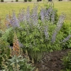 Baptisia blue bubbly apj22 7